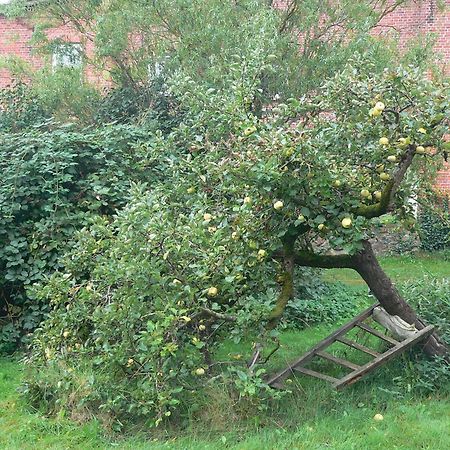 Alte Baeckerei Gnade Auf Ruegen Διαμέρισμα Sehlen Εξωτερικό φωτογραφία